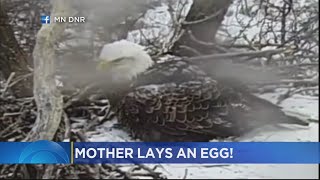 Birth Captured On DNR Eagle Cam