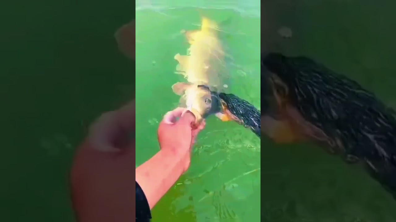 fishing videos australia 🐠🌿 | unique fishing 