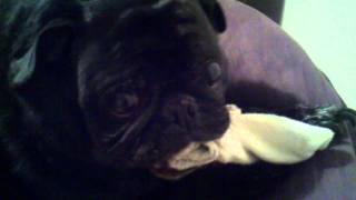 Evil Pug