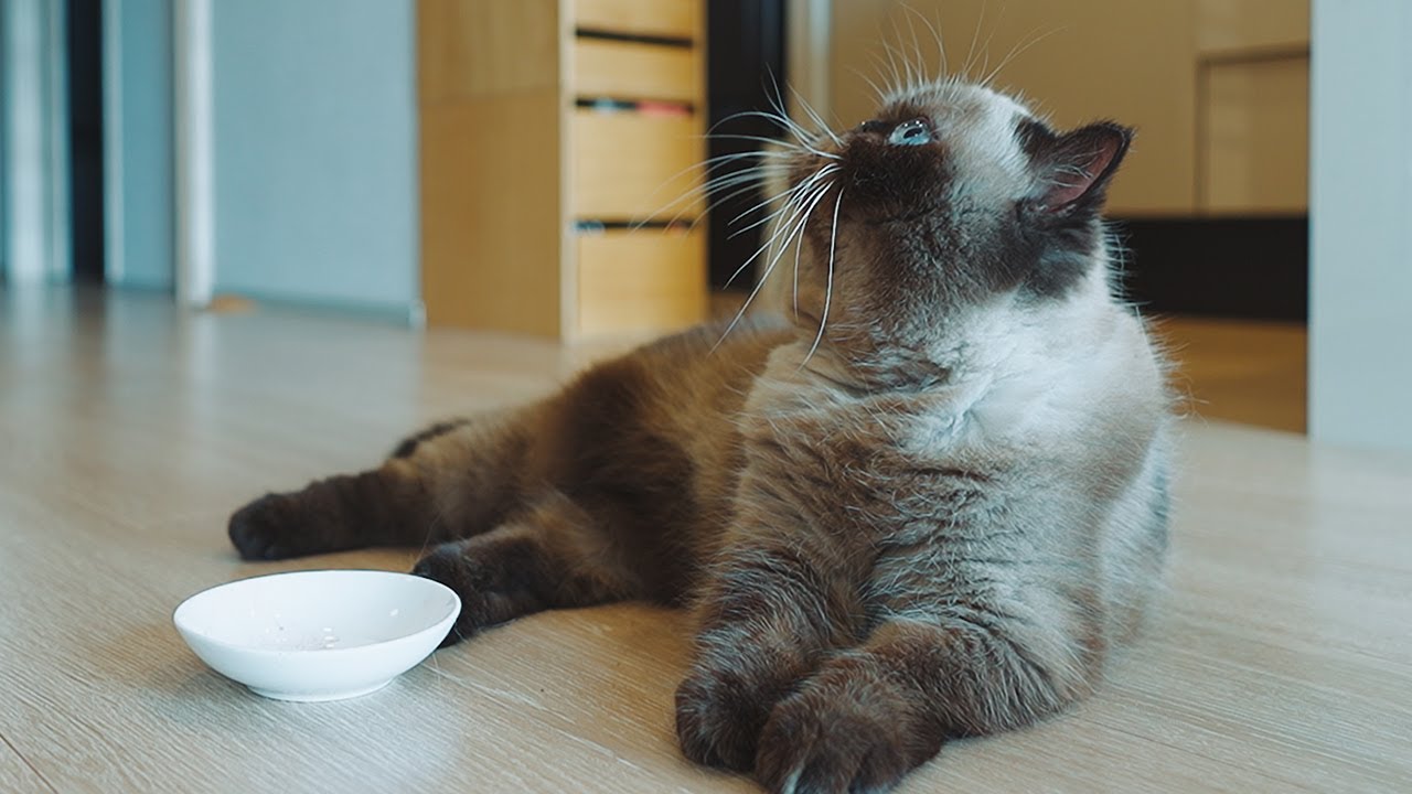 またたびをキメる猫