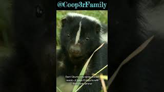 3 Facts about Skunks #facts #wildlife #animals #skunks