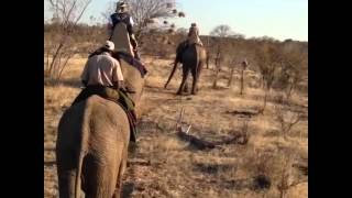 Riding #elephants on an African #safari #Zimbabwe