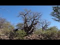 Series 1 : EP14 : Crowd, Mopane, Falls