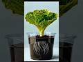 This Lettuce Does Something Unexpected #gardening #timelapse #nature