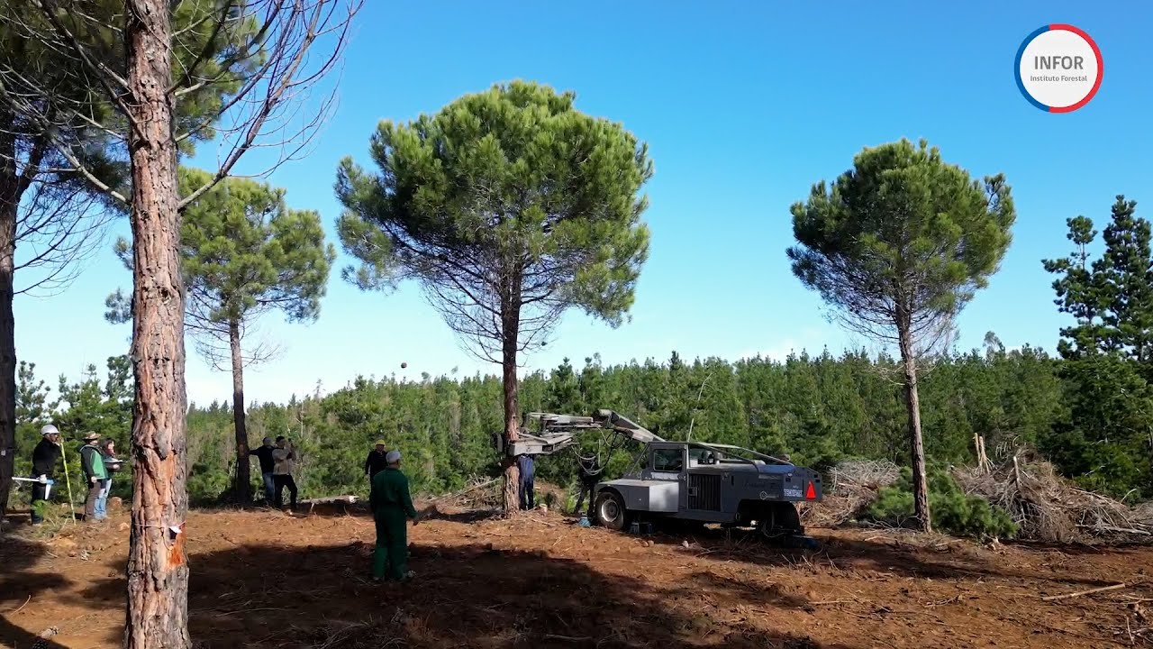 Cosecha mecanizada pino piñonero. - YouTube