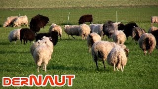 Frühlingsgefühle bei Schafen