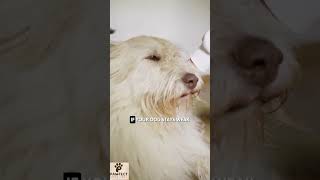 Is Your Dog Weak? 😨 Dehydration Might Be the Hidden Cause!#doghealth #dogcare #dogtips #petcare