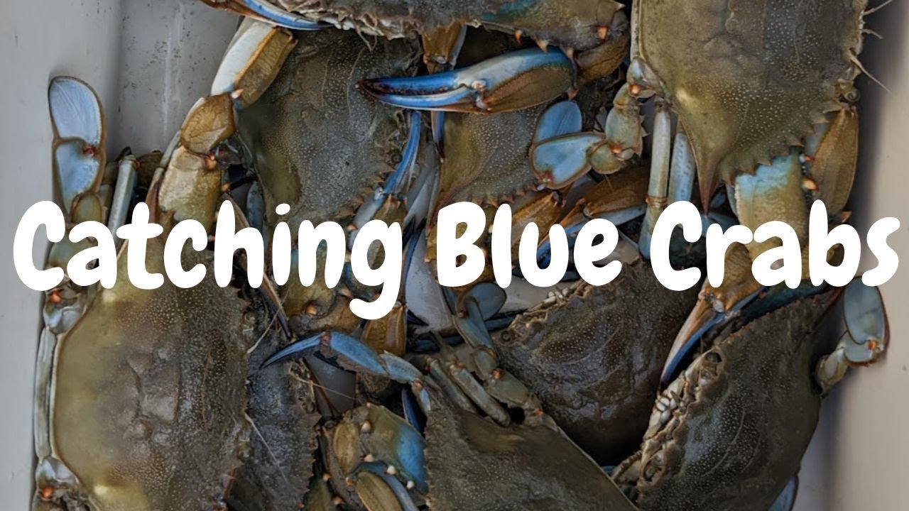 Crabbing - Catching Blue Crabs: Easy Ideas to Improve Ring Traps