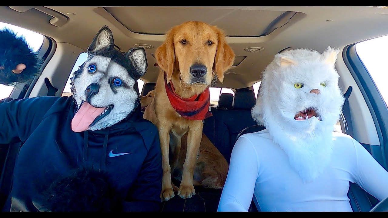 Cat Surprises Dogs with Dancing Car Ride! - YouTube
