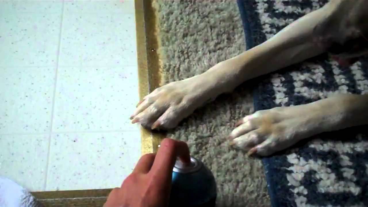 Dog Meets Back Massager YouTube