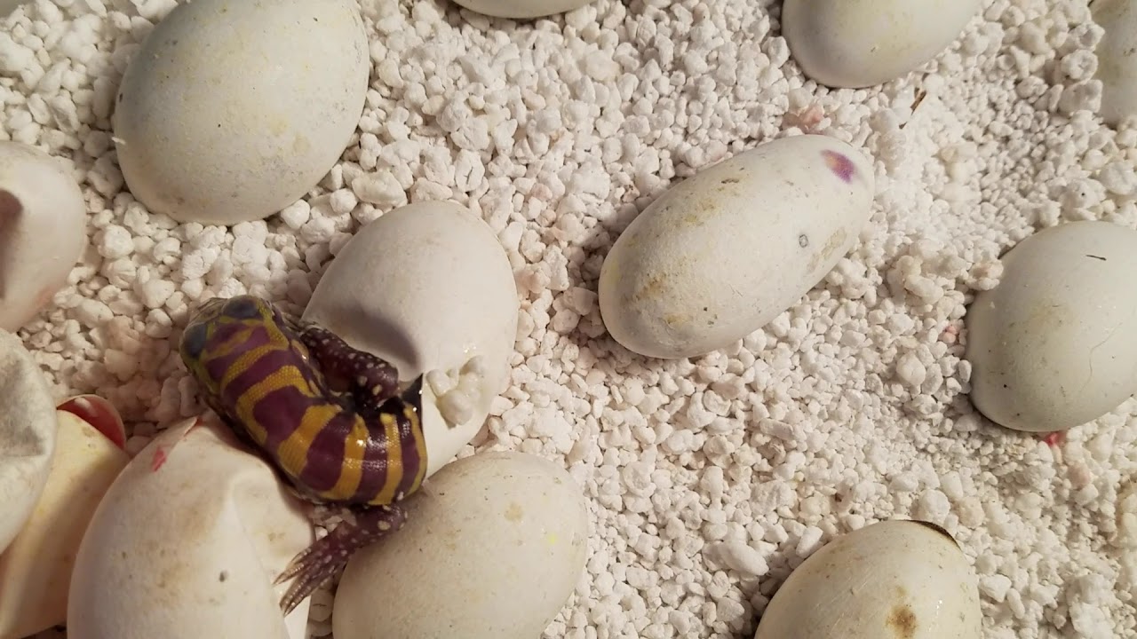 camera iphone 8 plus apk Albino blue tegus hatching!