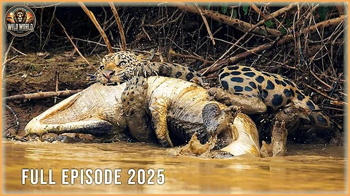 THE JAGUAR : Unbelievable Attacks In The Wild | Animal Documentary