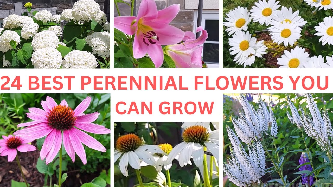 24 BEST PERENNIAL FLOWERS YOU CAN GROW IN ZONE 5A | #perennials #garden ...