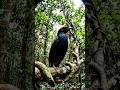 HIDDEN CAM: POV Captures Ultra-Rare Fire-Headed Bird Deep in the Jungle!