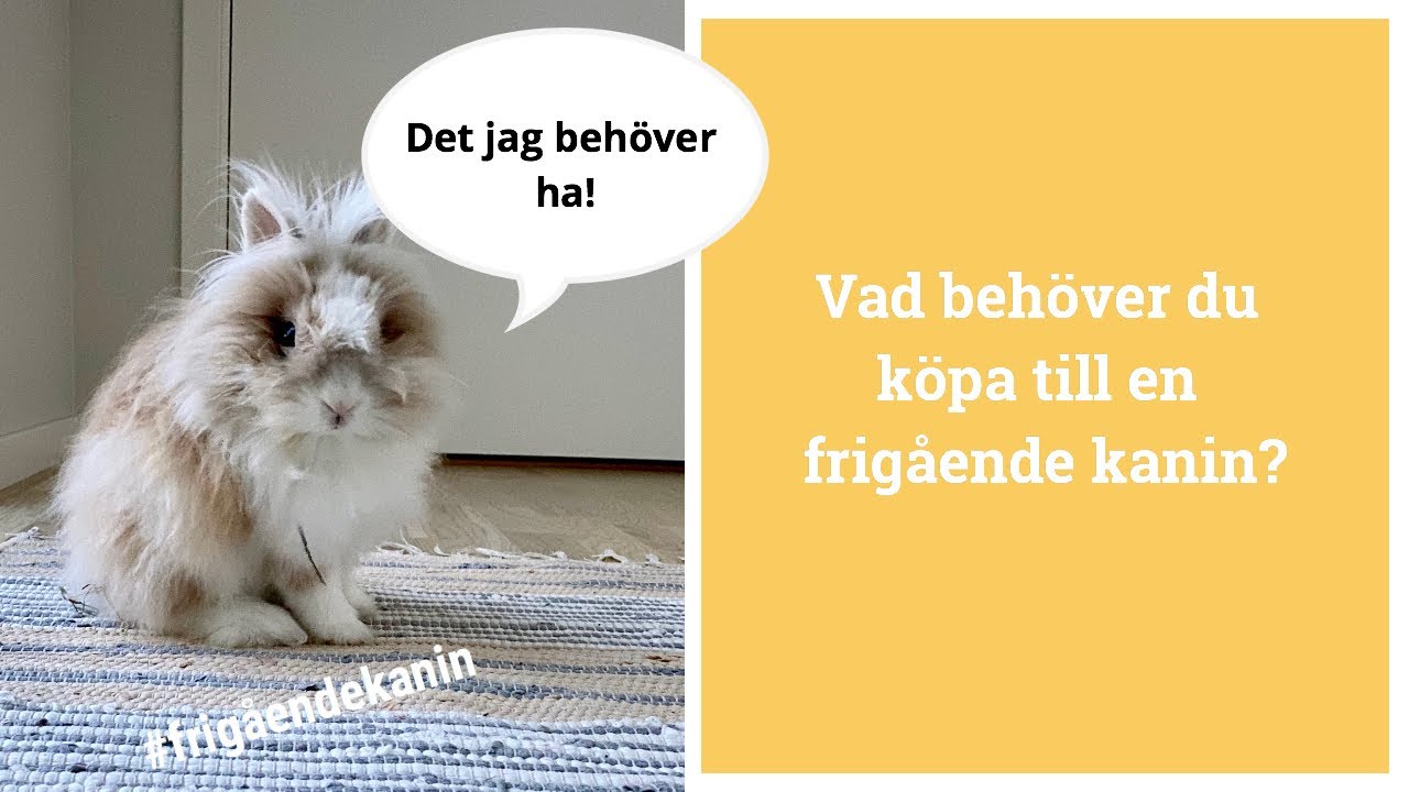 Allt du behöver till en frigående kanin