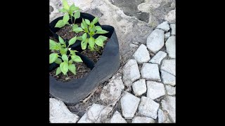 Working In the garden today