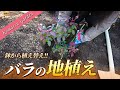 【バラの地植え】新苗から育てたバラを地植えにします