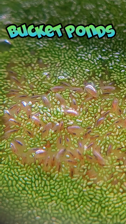 Seed Shrimp Swarm a Cucumber Slice — I Made a Song About It 🥒🦐 #BucketPonds