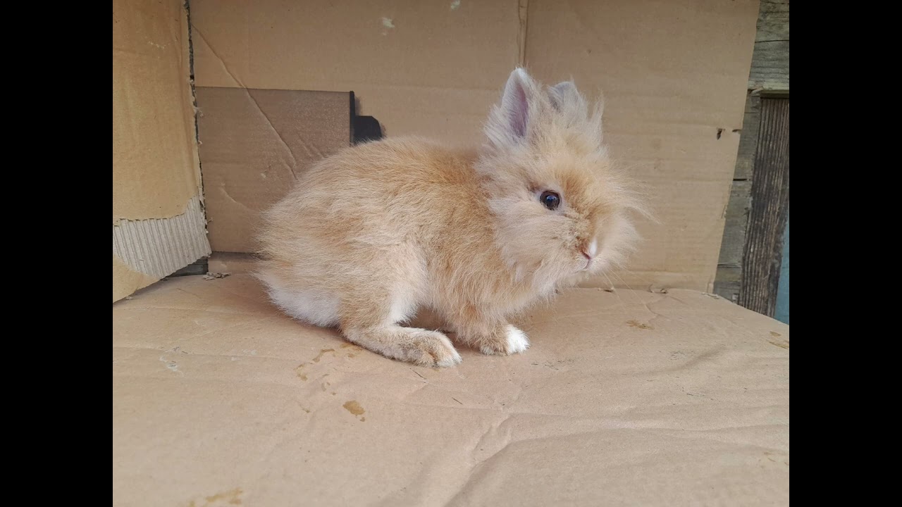 Uzgoj i Prodaja Zečeva Lavlja Glava ( Sarajevo ) 062 427 200