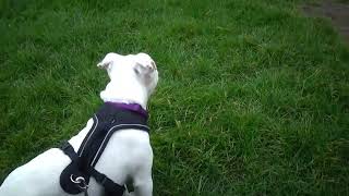 153Ème Vidéo Chiot N6 Femelle De La 45Ème Portée De Staffordland