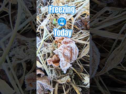 Freezing cold in