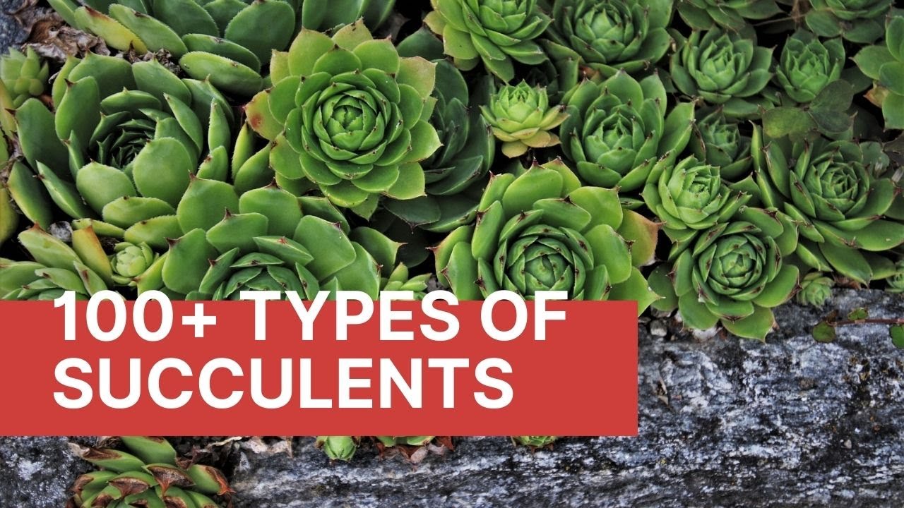 118 Different Types Of Succulents With Pictures Indoor Outdoor