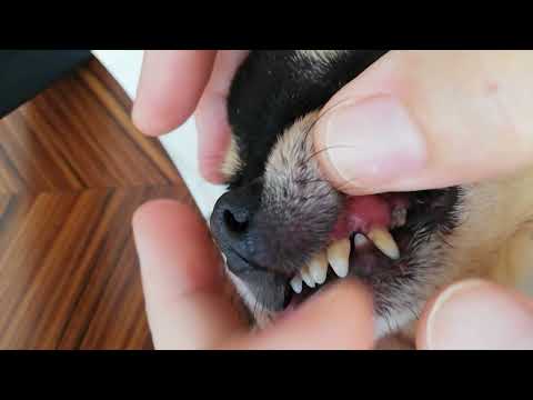 Как очистить зубной камень у собаки дома/ how to clean dog's teeth at home