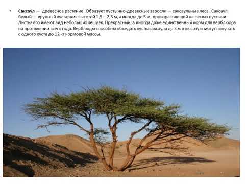 Древесные растения пустыни