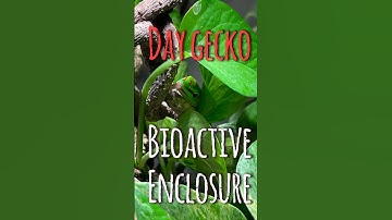 Day gecko bioactive enclosure #bioactive #daygecko #gecko #reptiles #terrarium #animals