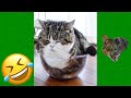 Funny Cats and Dogs Videos 😹 - Funniest Animal Videos 2023 😻 #25
