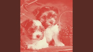 Wondrous Backdrops for Calm Doggo