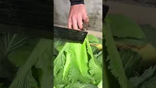 Satisfying Leaf Cutting Asmr