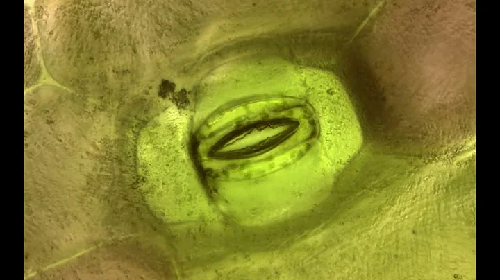 A Video of a Tiny Plant Stoma Opening and Closing