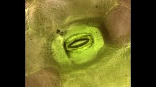 A Video of a Tiny Plant Stoma Opening and Closing