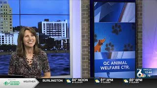 Quad City Animal Welfare Center Undergoing Renovations, Waiving Dog Adoption Fees