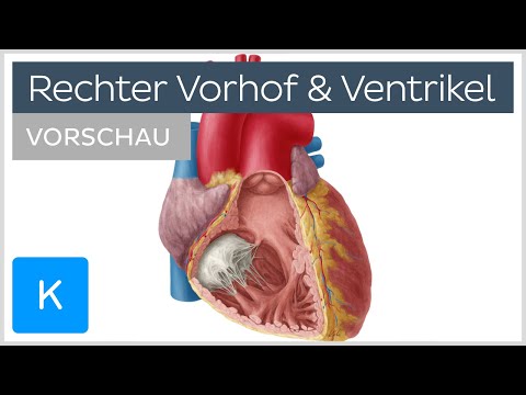 Video: Ist das im rechten Vorhof ankommende Blut sauerstoffarm?