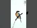 一学就会，中国画鸟🐦 #calligraphy