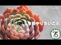 【多肉植物】2025の目標とやりたいことについて☆
