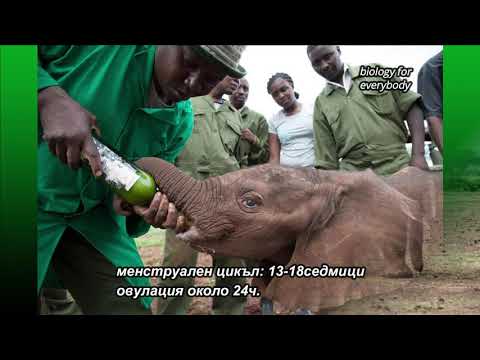 Видео: Слоновете в Тайланд: интересни факти