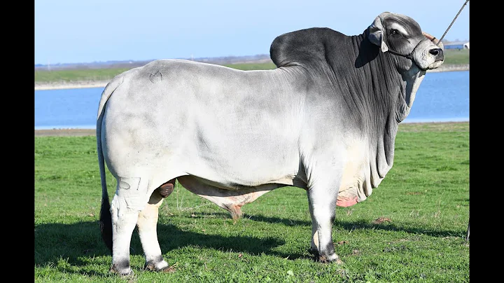 Moreno Mr. Polled Kyros 571