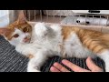 飼い主の指の匂いを嗅いで怒った子猫【子猫成長日記フレーメン#37】