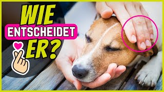 Wie entscheiden Hunde wer sie streicheln darf und wer NICHT? by SchnüffelSchnuten 1,946 views 1 month ago 4 minutes, 40 seconds