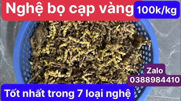 Nghệ bọ cạp vàng - tốt nhất trong 7 loại nghệ