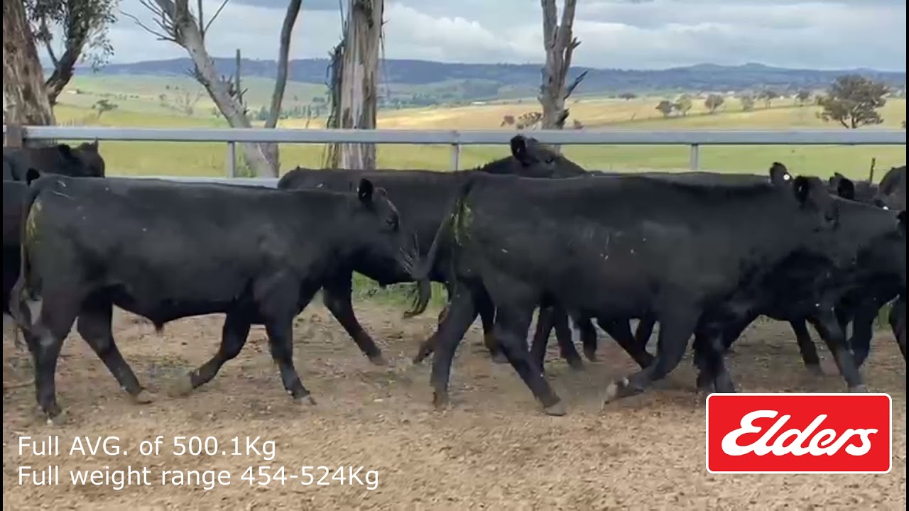 38 Angus Feeder Steers - Harrington Rural