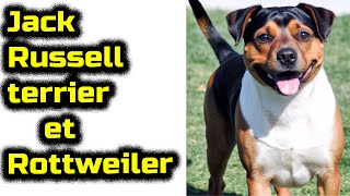 Jack Russell terrier et Rottweiler Les chiens de race mixte