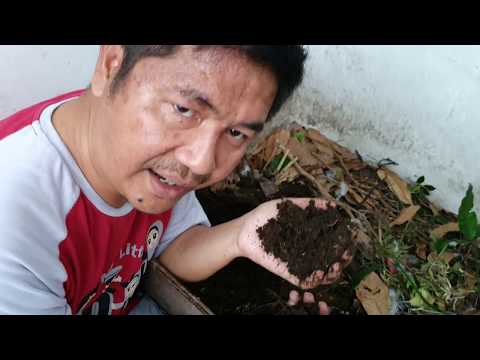 Video: Penentuan Kesediaan Kompos. Tanda Bahawa Kompos Sudah Masak. Foto
