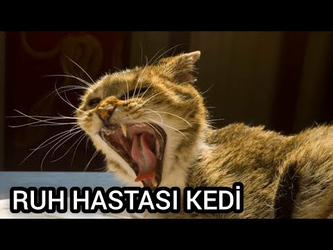 SORUNLU KEDİ MIRRACAN #7 (Antep Dublaj)