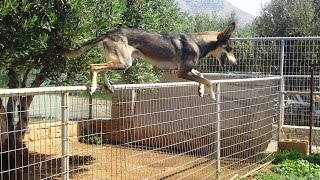 Ο ΙΠΤΑΜΕΝΟΣ ΚΡΗΤΙΚΟΣ ΣΚΥΛΟΣ