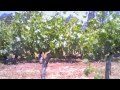 Grapevine Life Cycle Time Lapse Video | Bud Break Through Veraison