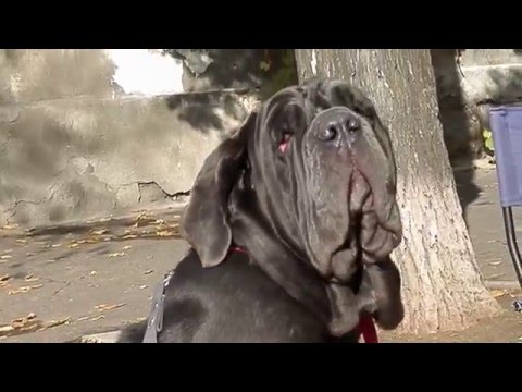 Мастино Наполетано МАЛИНКА. Neapolitan Mastiff